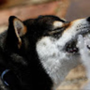 Meet your Posher, Gabriel